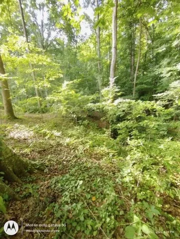 a view of a green field with lots of bushes