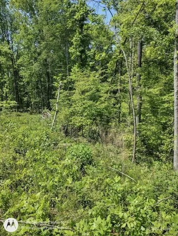 a view of a lush green forest
