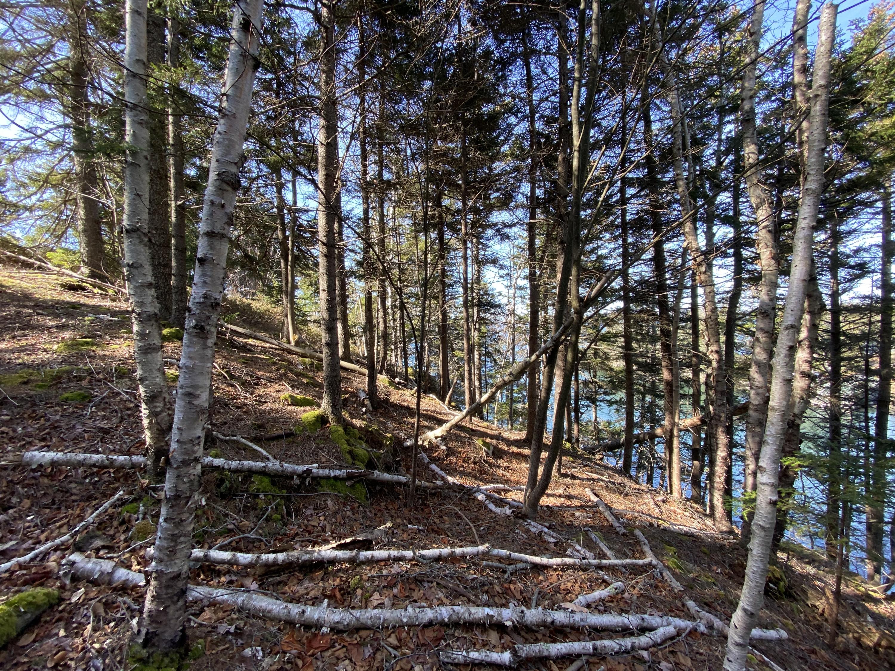 8 Ice House Cove Road Tenants Harbor, ME 04860 - Photo 66 of 82 Trees along path to cove