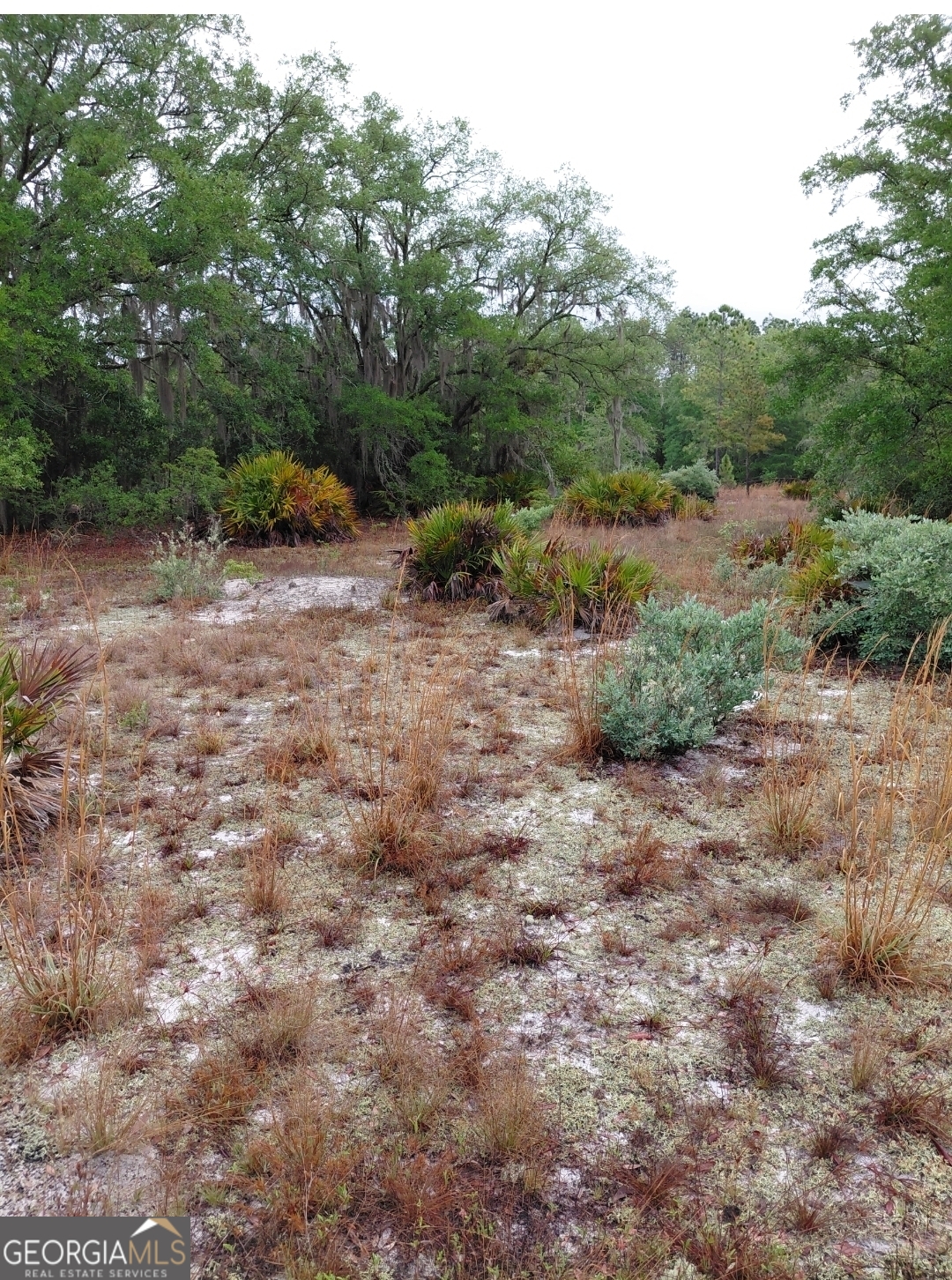779 Ralph Davis Road, Unit 1 LAND LOT Folkston, GA 31537 - Photo 12 of 28 a view of a field with plants and trees