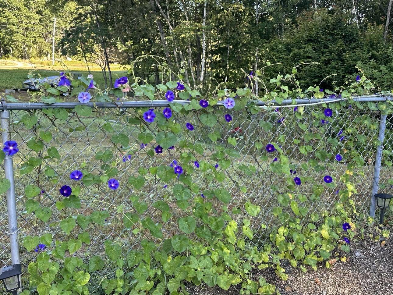 7 Fox Run Road Orland, ME 04472 - Photo 28 of 79 Messenger_creation_D28C5257-2A98-4F08-BD