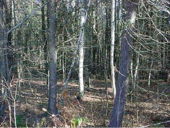 0 Ridgeberry Acres Center Harbor, NH 03226 - Photo 1 of 2 Gallery Image 1