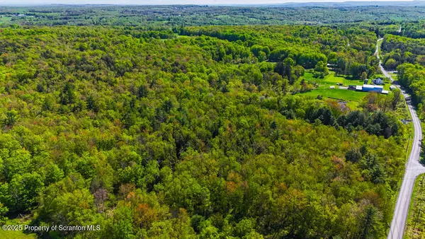 a view of a lush green forest with a lush green forest