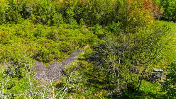 a view of a big yard with plants and large trees