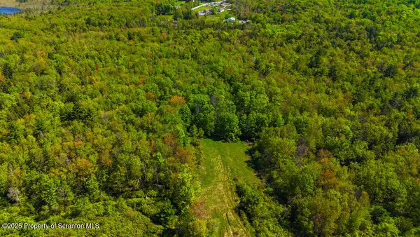 a view of a lush green forest with large trees