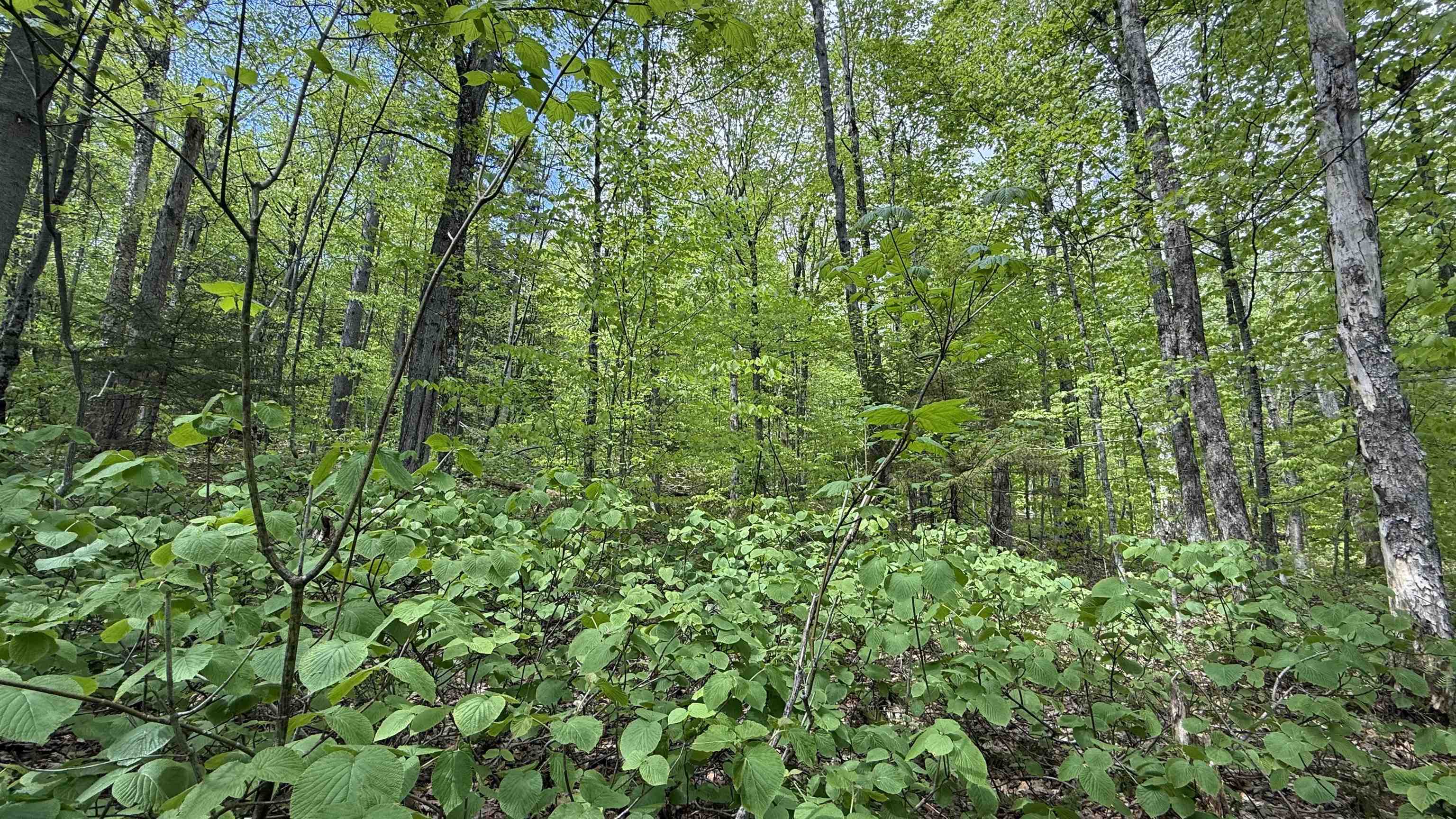 0 Potter Road Lowell, VT 05847 - Photo 23 of 48