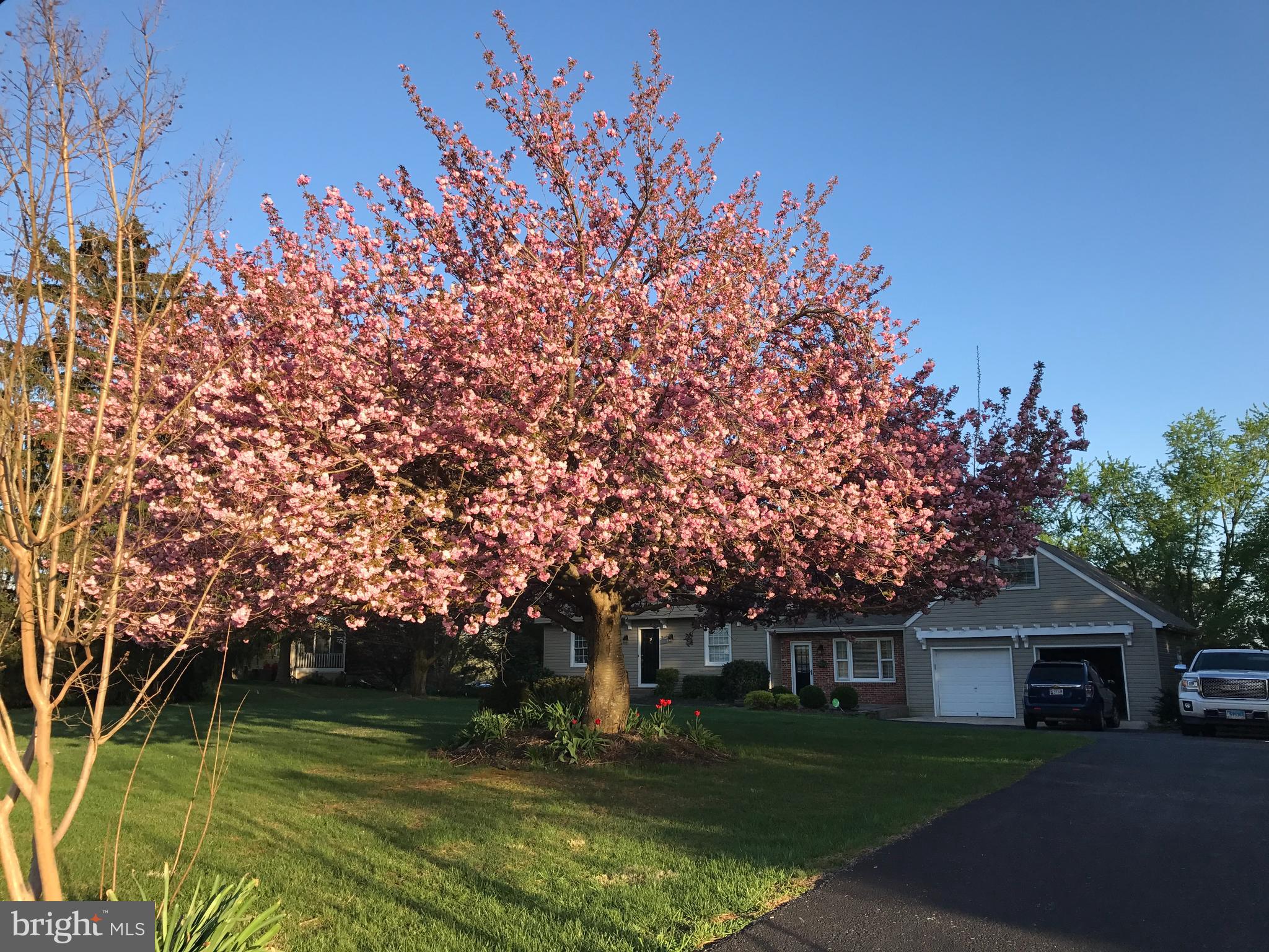 16353 Markoe Road Monkton, MD 21111 - Photo 4 of 96 Summer photo of gorgeous cherry tree on front lawn