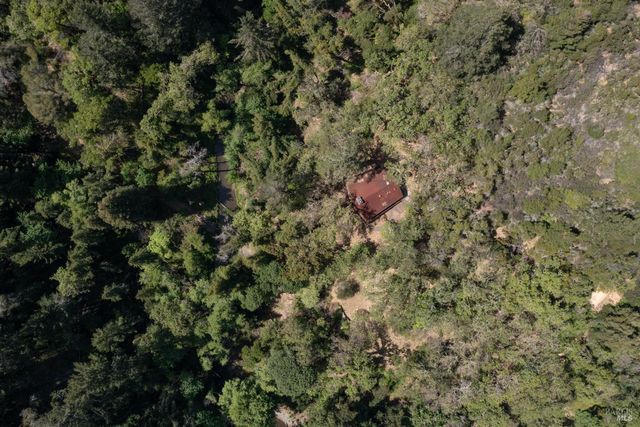 a view of a forest with a tree