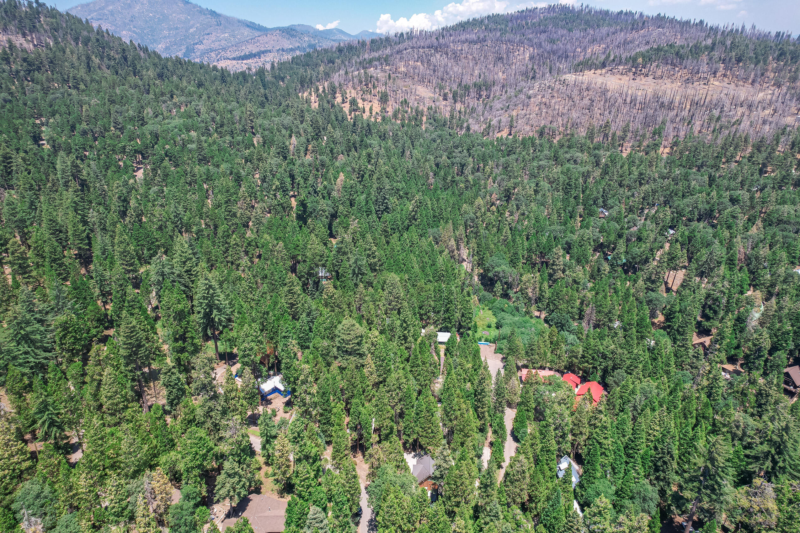 11809 Pine Drive Wofford Heights, CA 93285 - Photo 12 of 33 a view of a lush green field with lots of bushes