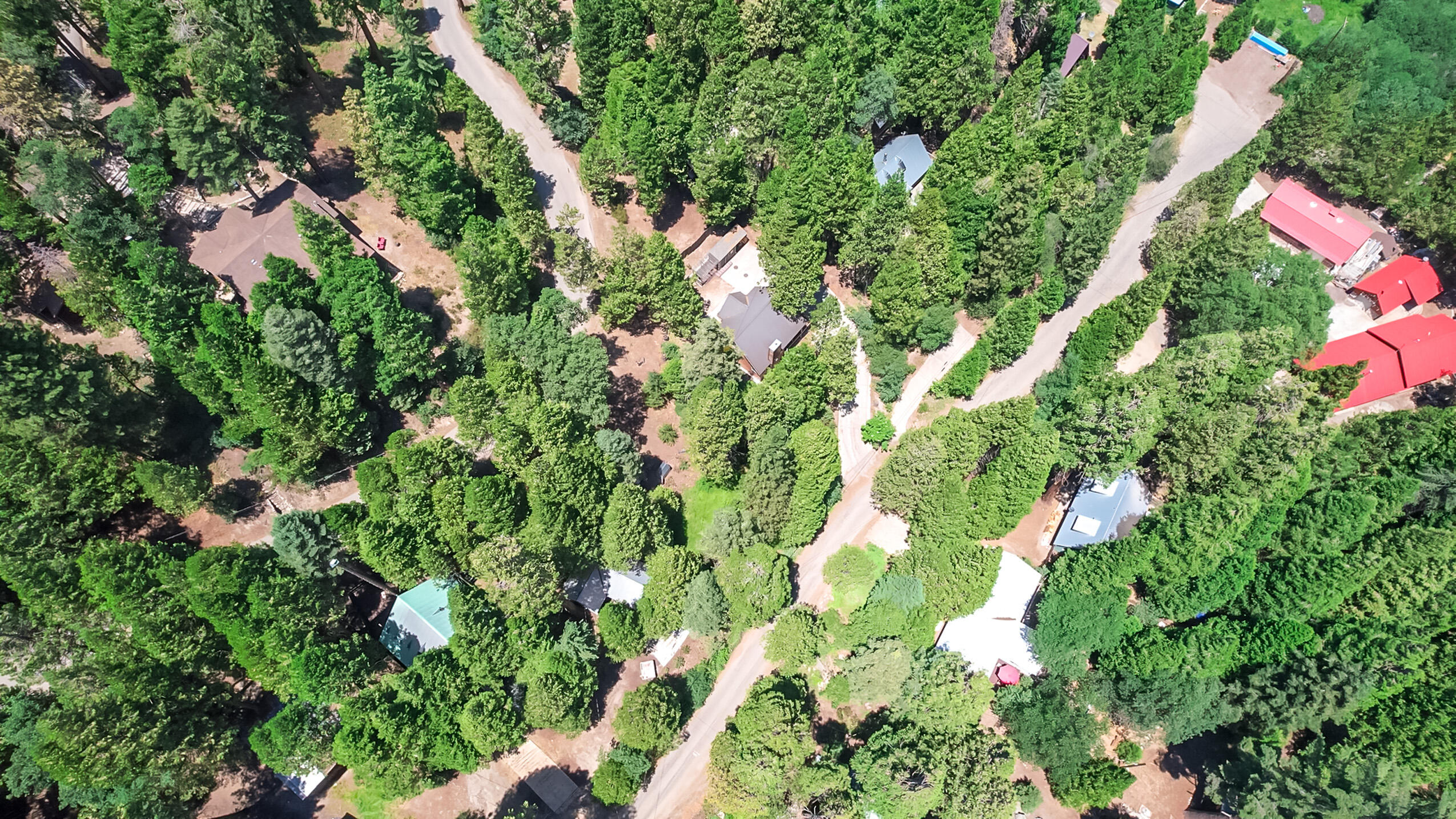 11809 Pine Drive Wofford Heights, CA 93285 - Photo 6 of 33 a view of flowers in bunch