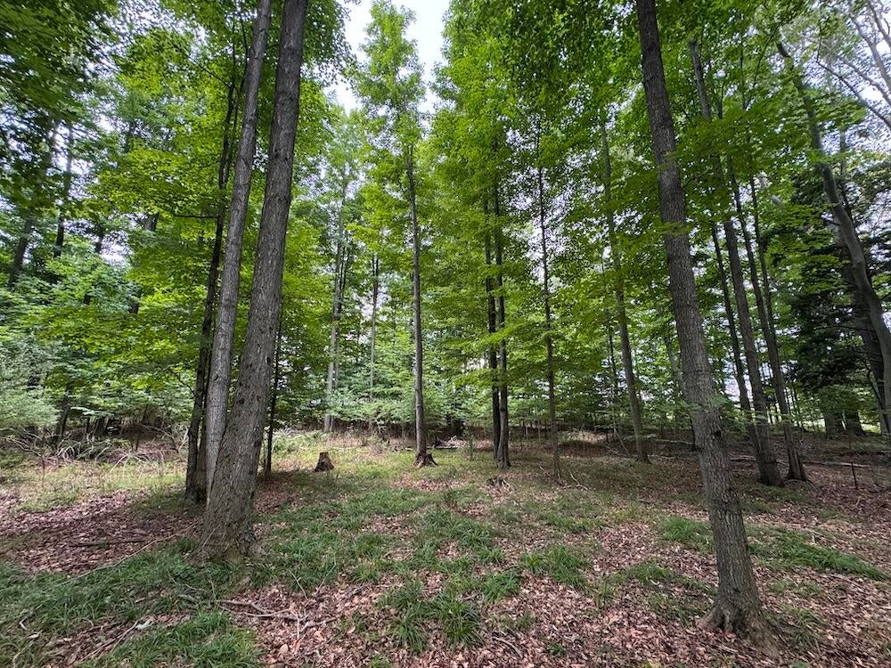 3305 South Coville Road Mikado, MI 48745 - Photo 9 of 47 Gallery Image 9