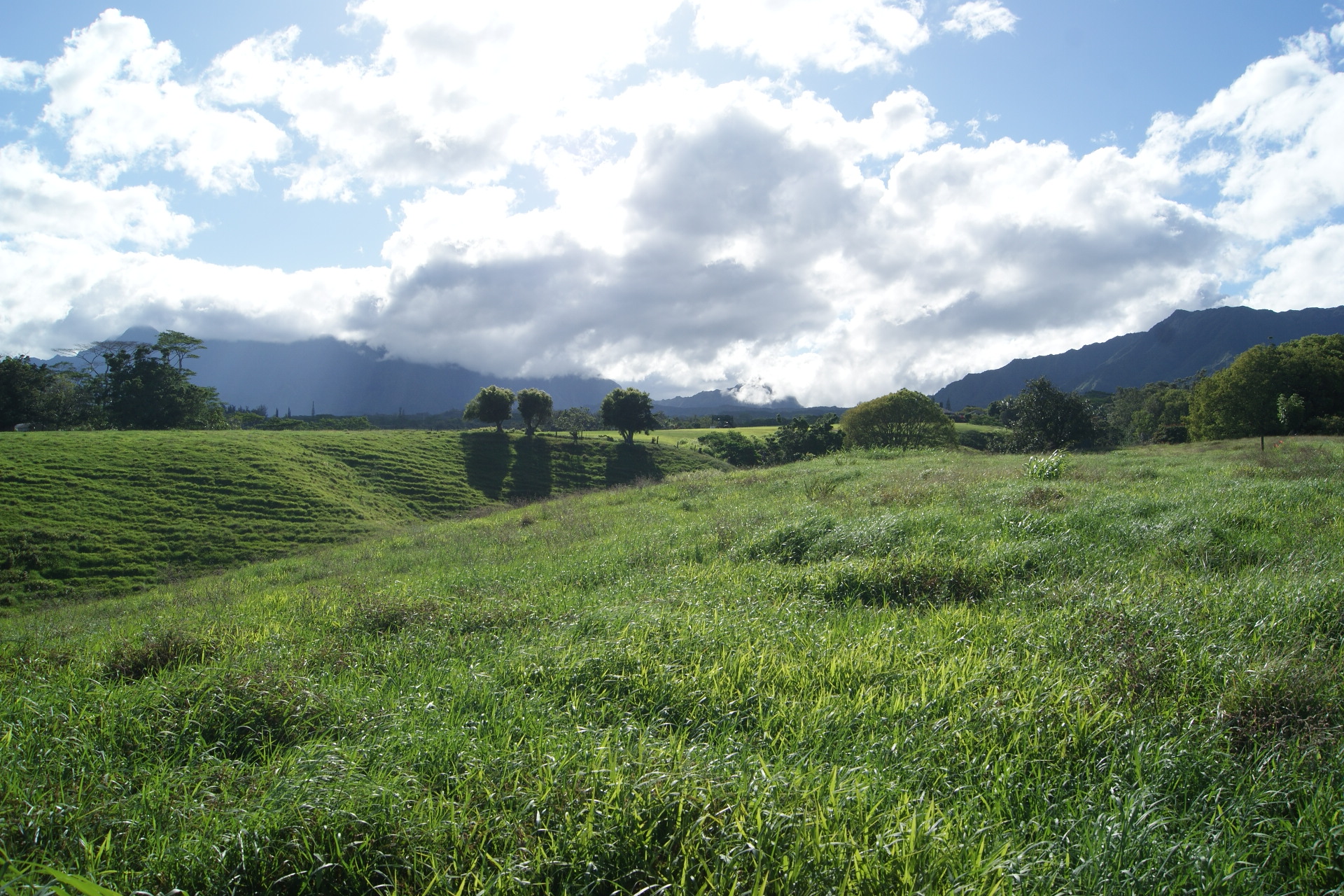 6555 Olohena Road Kapaa, HI 96746 - Photo 5 of 13 a view of a grassy field with trees