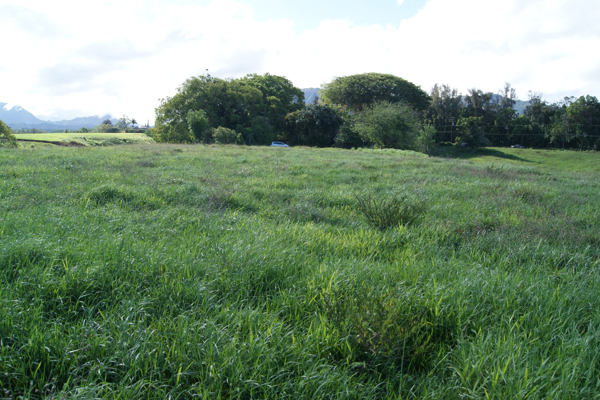 6555 Olohena Road Kapaa, HI 96746 - Photo 7 of 13 a big yard with lots of green space
