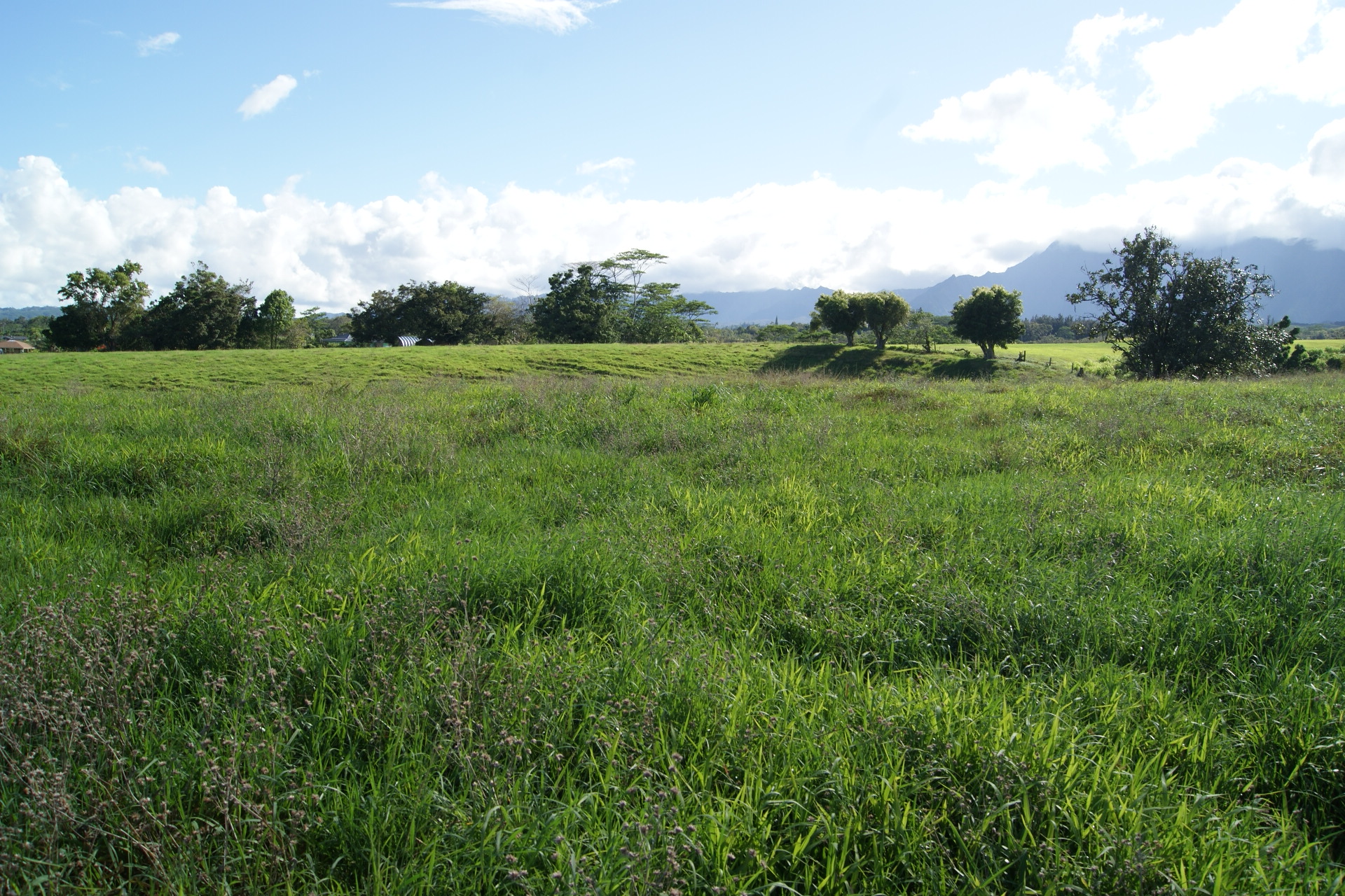 6555 Olohena Road Kapaa, HI 96746 - Photo 8 of 13 a view of a grassy field with trees