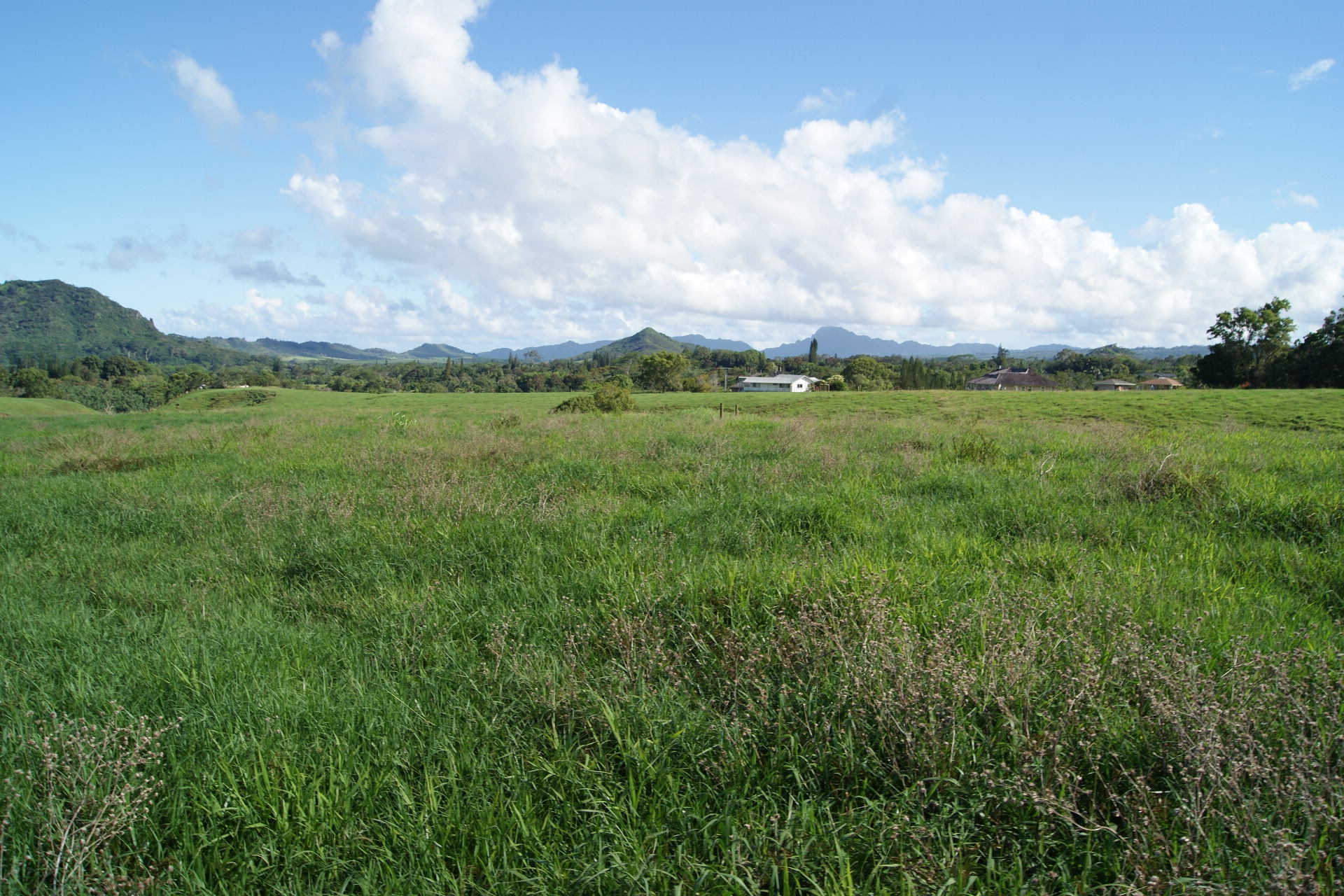 6555 Olohena Road Kapaa, HI 96746 - Photo 9 of 13 a view of a green field with lots of bushes
