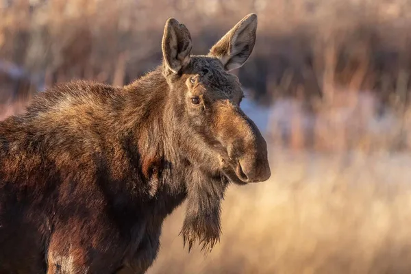 $749,000 | 3335 Riverside Drive, Riverton, WY 82501