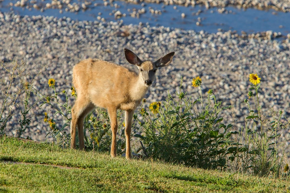 3335 Riverside Drive Riverton, WY 82501 - Photo 48 of 50