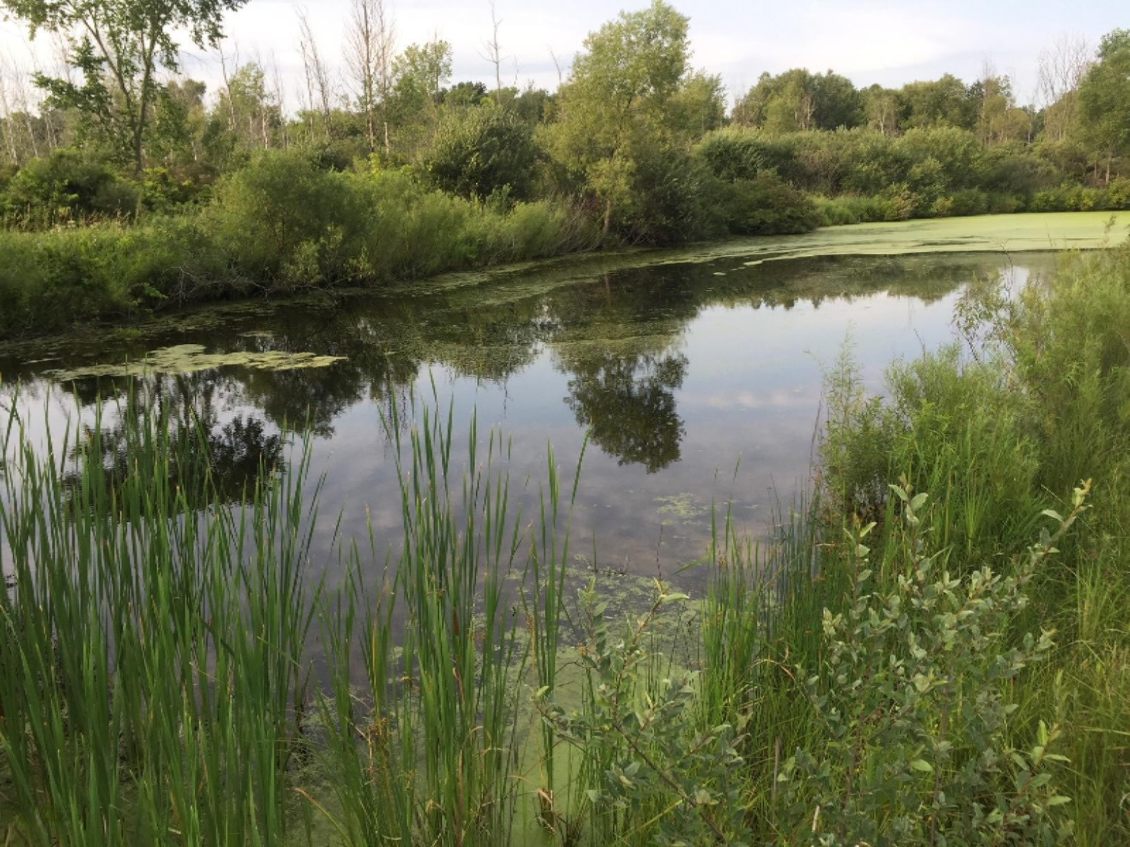 9463 3 Mile Road Northeast Ada, MI 49301 - Photo 3 of 4 Pond