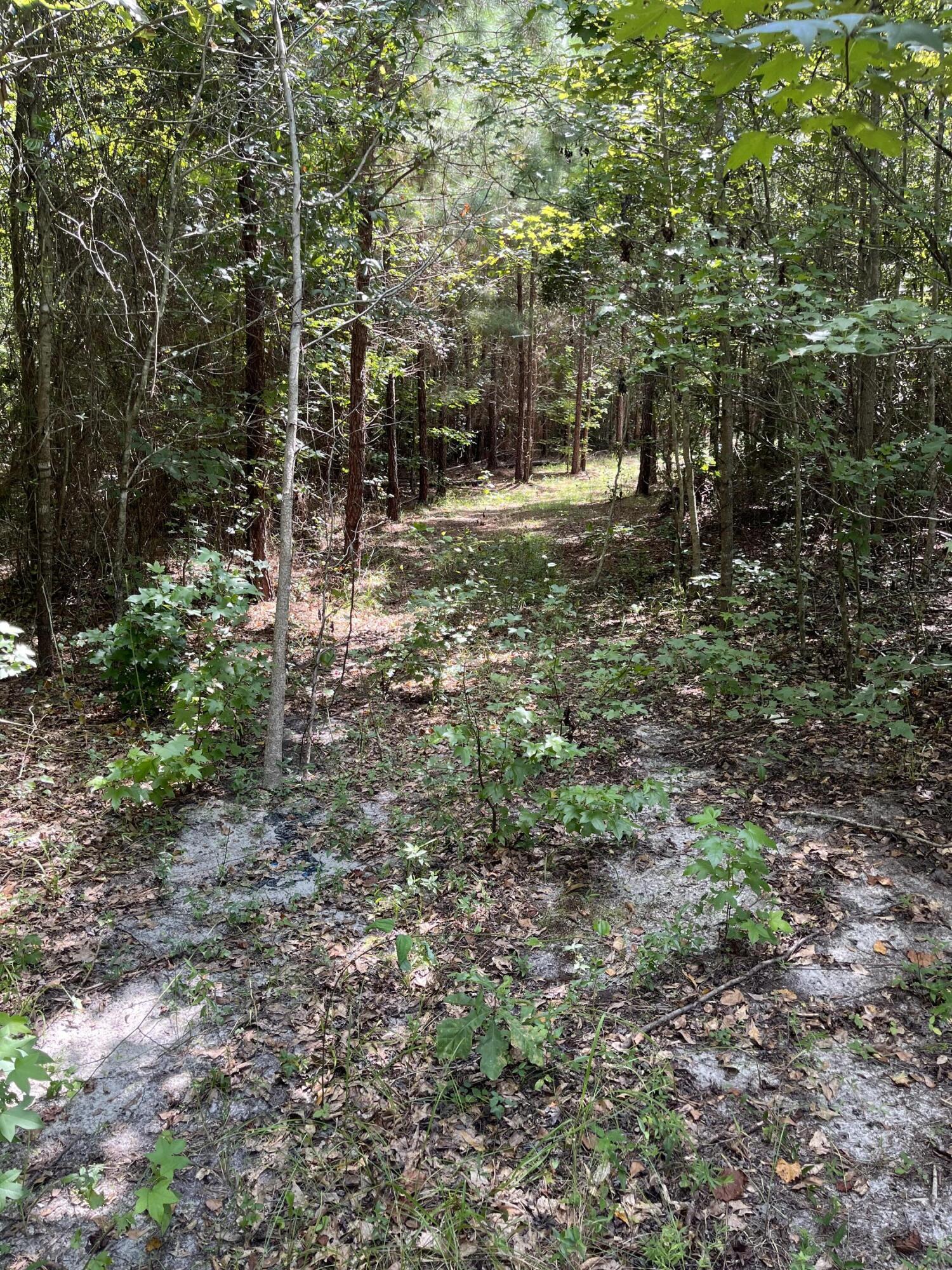 0 Cherry Hill Road Orangeburg, SC 29115 - Photo 3 of 6 IMG_5721