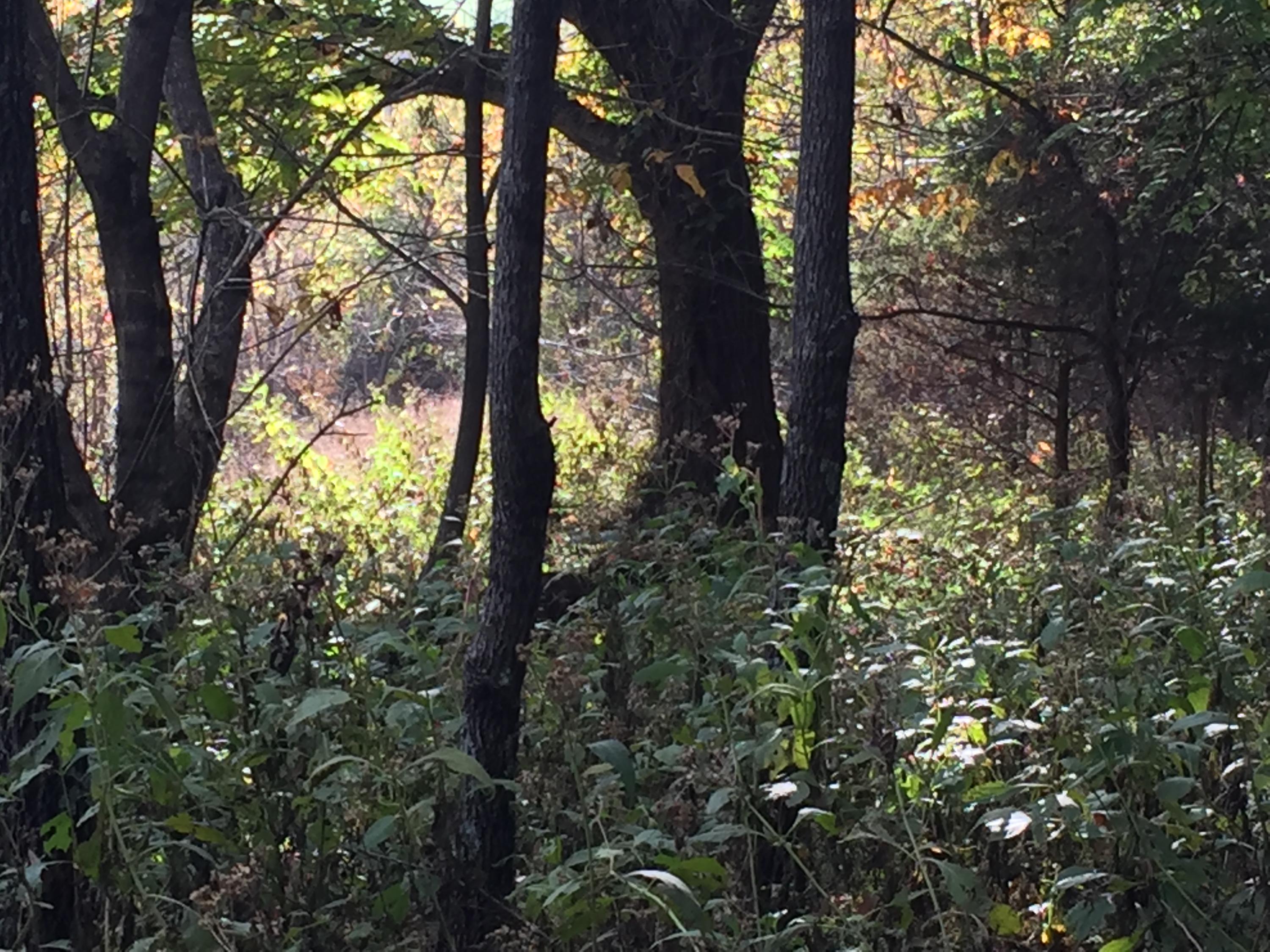 Lot 8 Charles Johnson Road, Unit 8 Chuckey, TN 37641 - Photo 6 of 9 IMG_8440