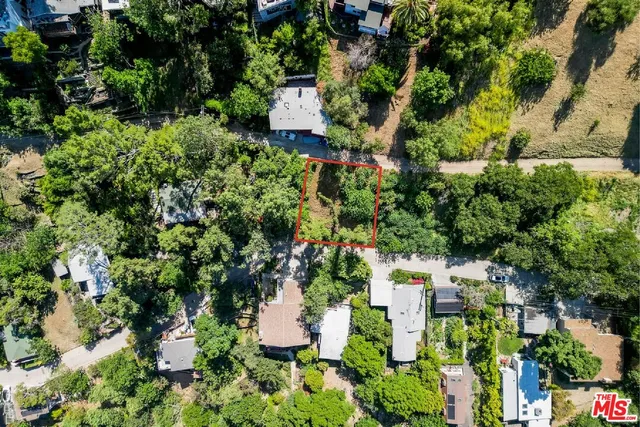 a plant that is in a garden