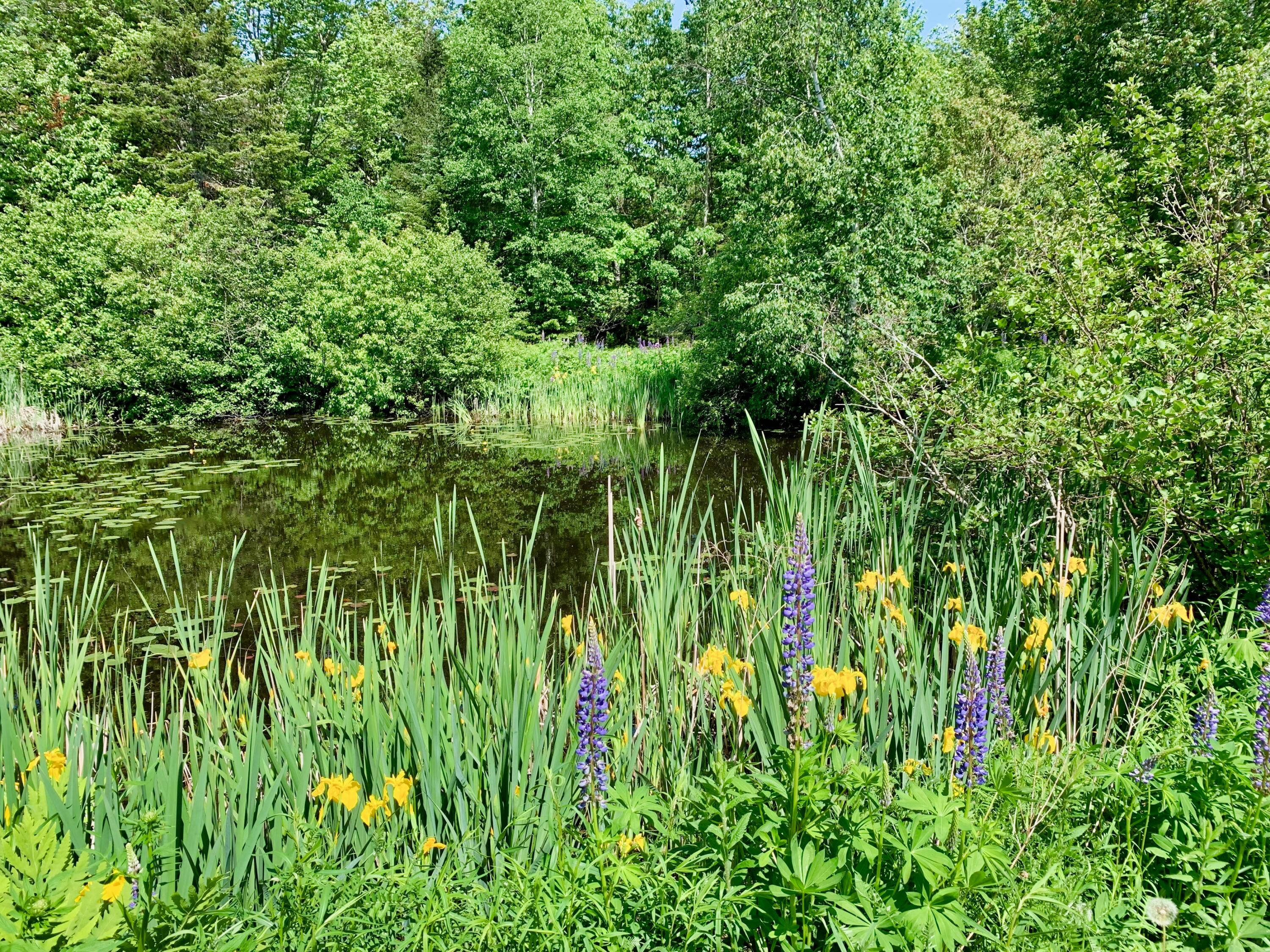 251 Reach Road Sedgwick, ME 04676 - Photo 36 of 48 Lily pond - yellow iris
