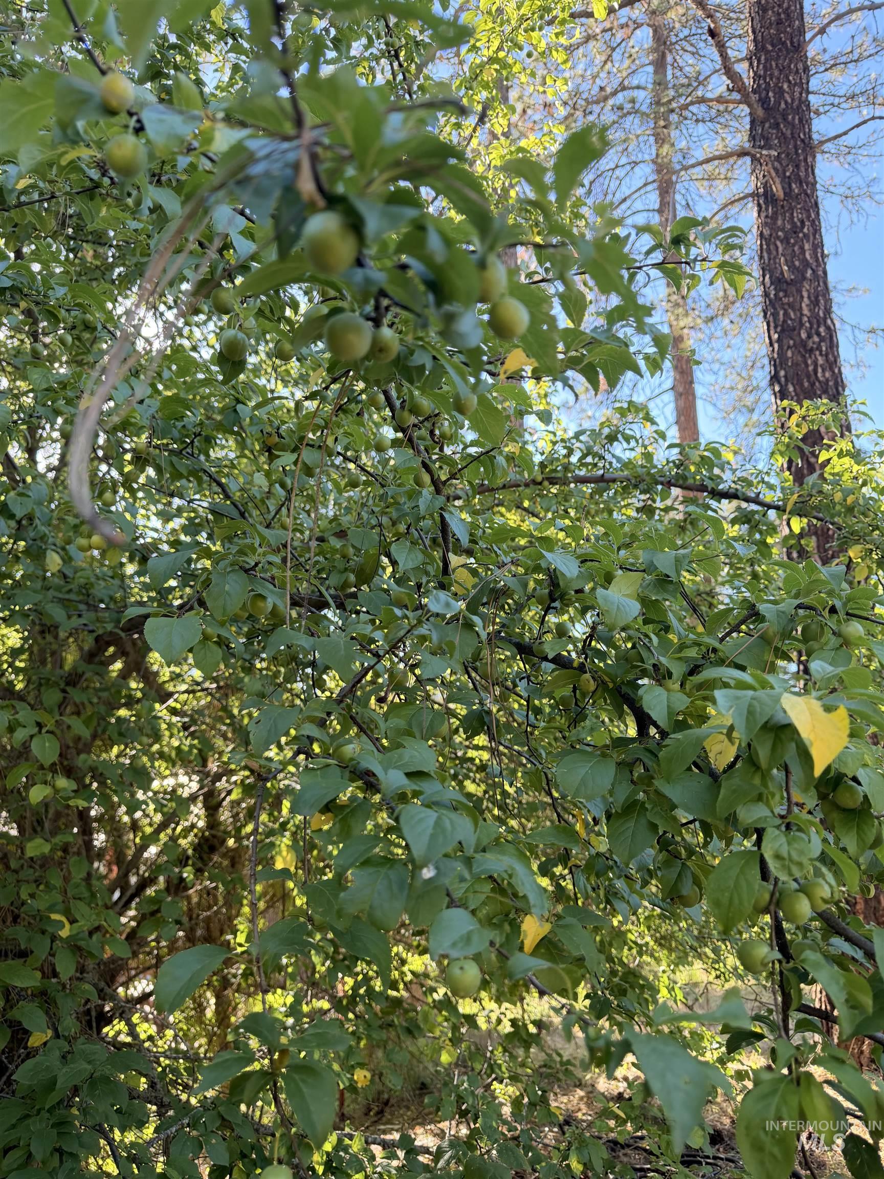 151 View Road Kamiah, ID 83536 - Photo 36 of 49 Mature fruit-bearing tree with dense green foliage and developing fruit