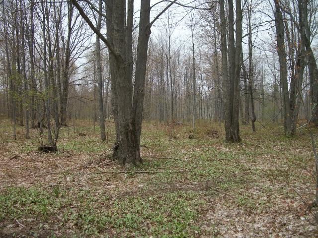 1875 Baker Road Northeast Kalkaska, MI 49646 - Photo 3 of 12 1784792-2.JPG
