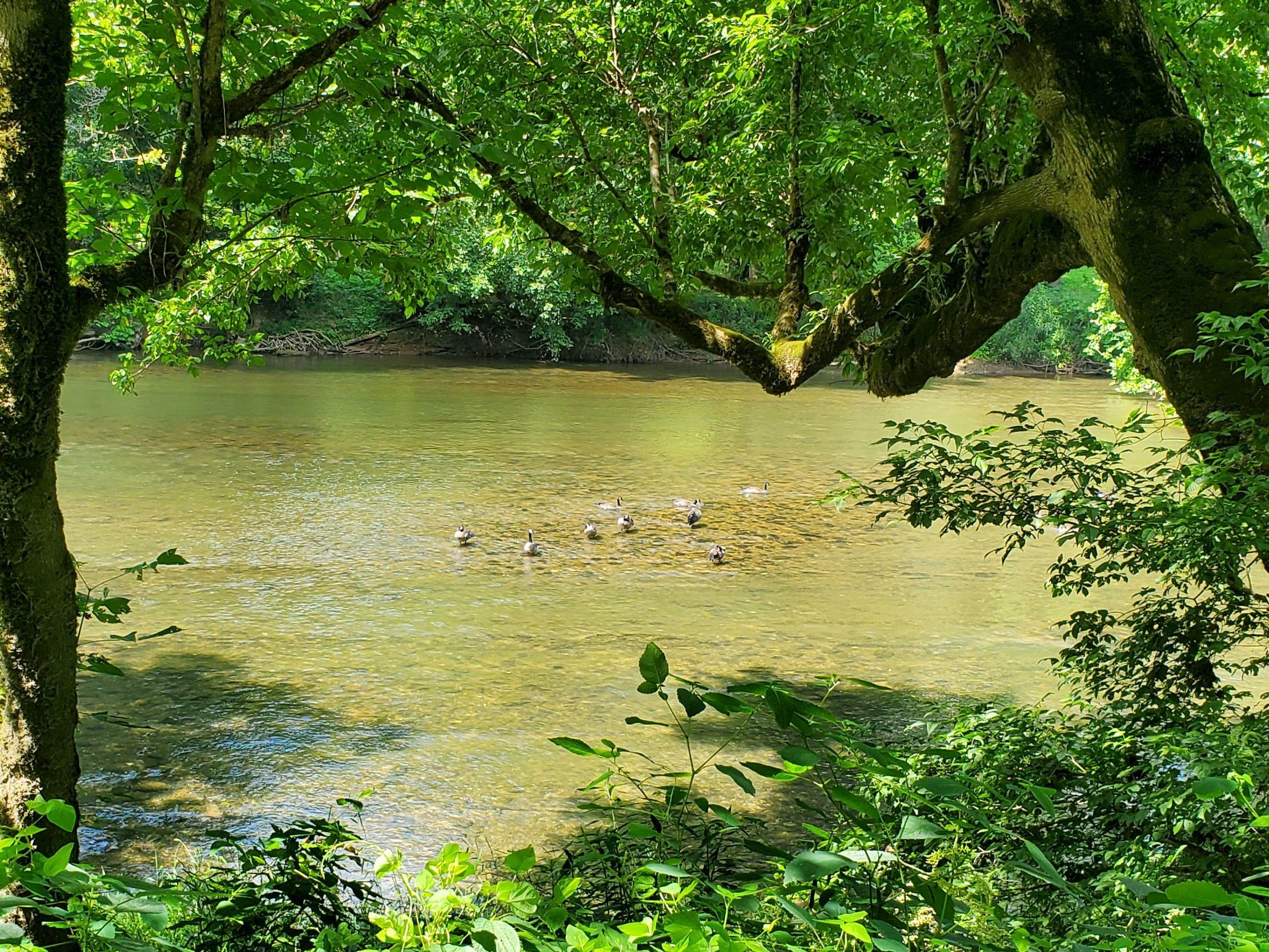 2367 Anglers Way Road Duffield, VA 24244 - Photo 10 of 11 136740