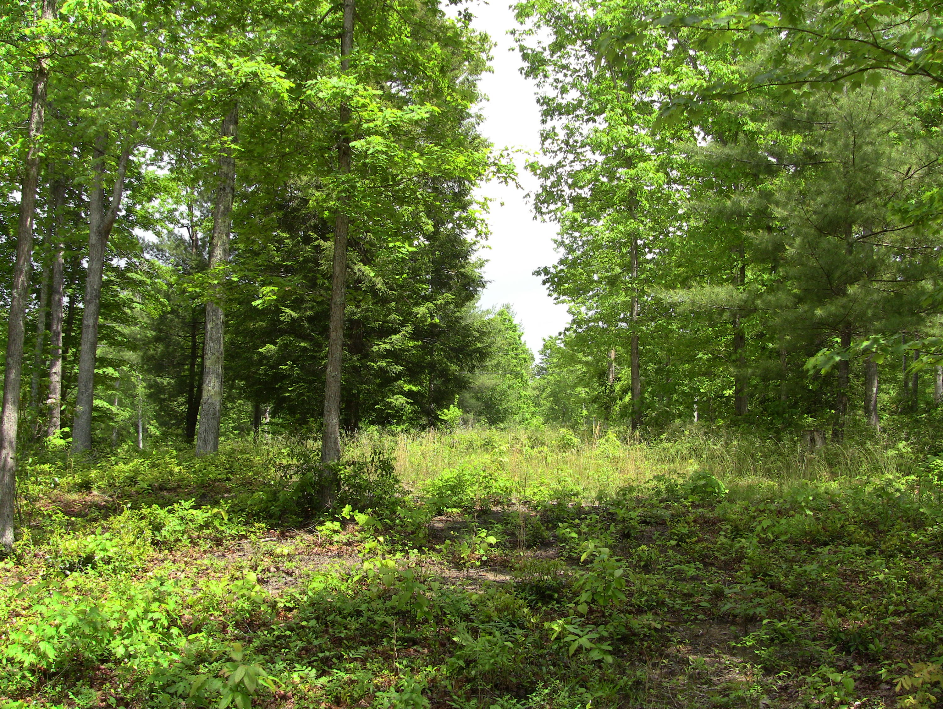Lot 12 Toomey Falls Road Oneida, TN 37841 - Photo 13 of 14 IMG_0136