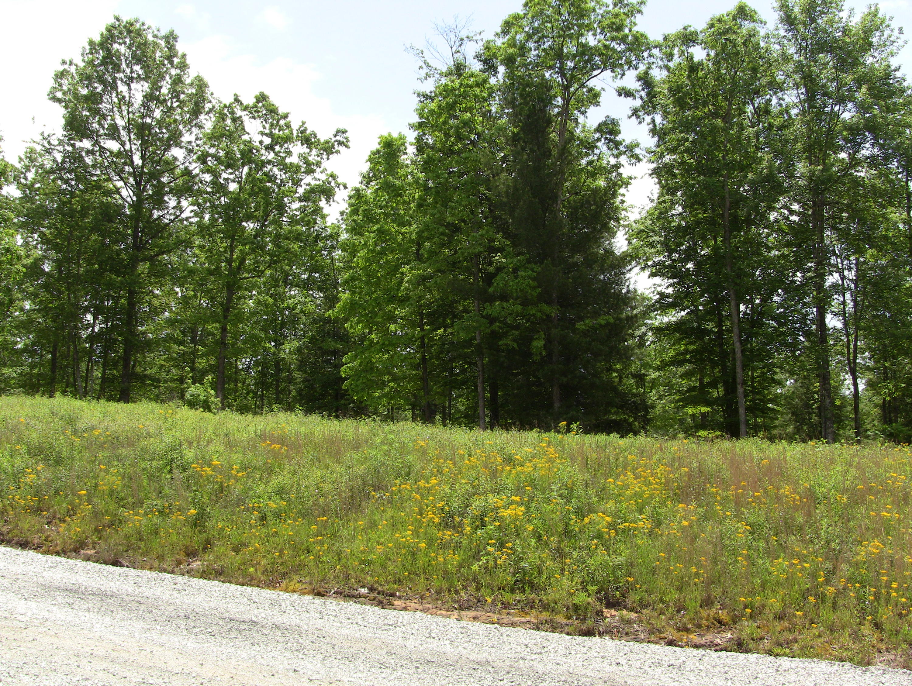 Lot 12 Toomey Falls Road Oneida, TN 37841 - Photo 14 of 14 IMG_0138
