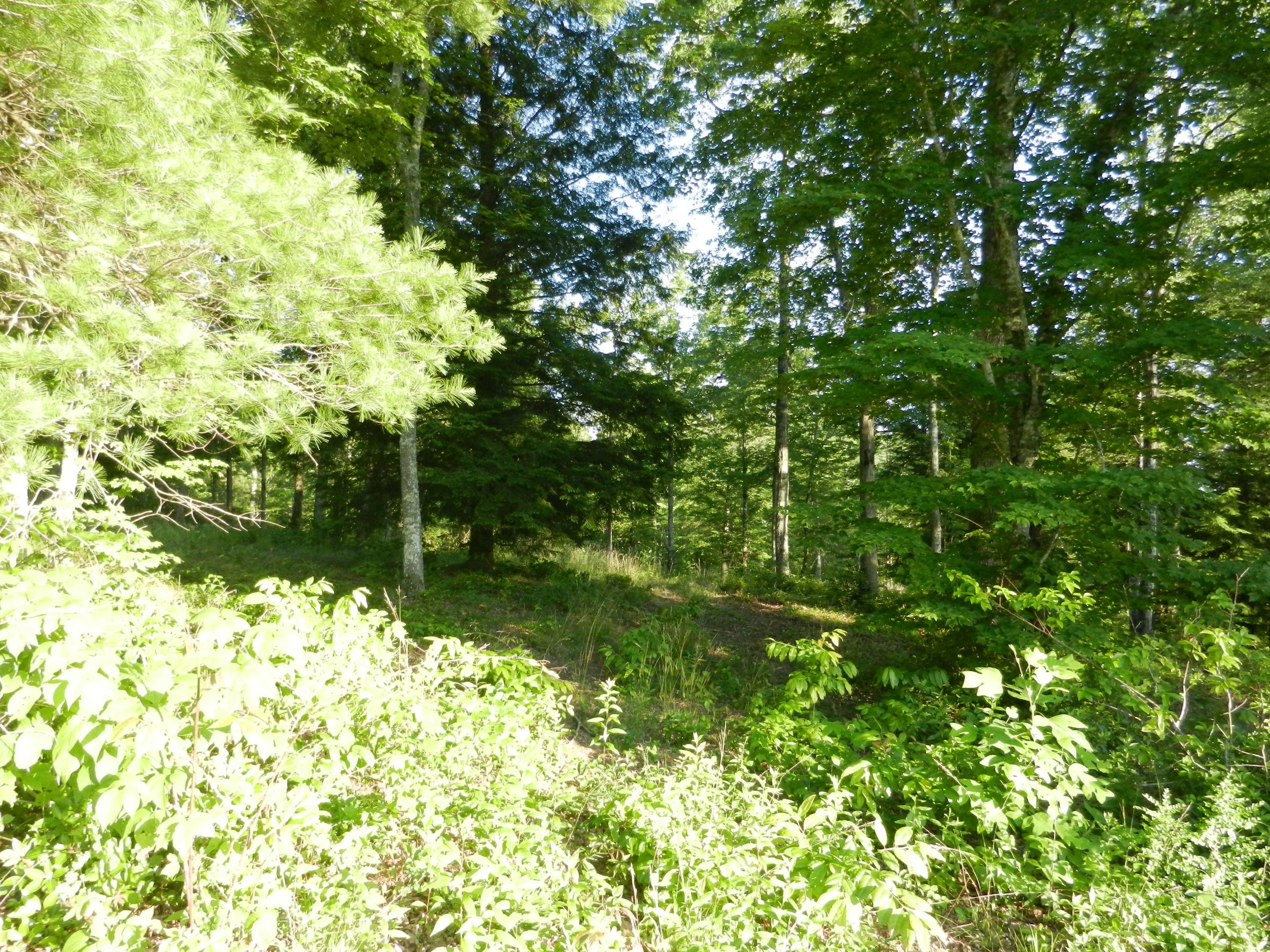 Lot 12 Toomey Falls Road Oneida, TN 37841 - Photo 3 of 14 DSCN2156