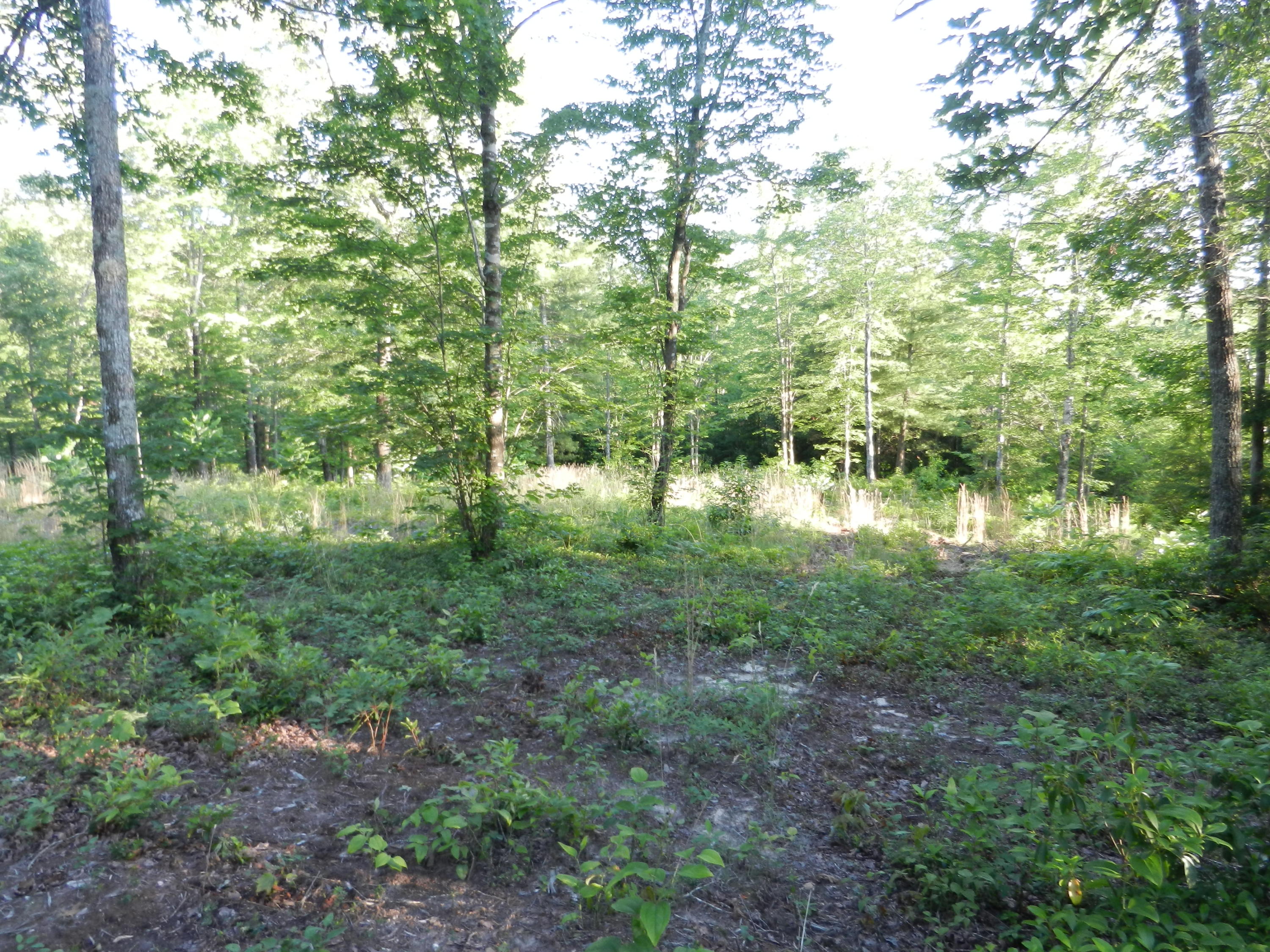 Lot 12 Toomey Falls Road Oneida, TN 37841 - Photo 6 of 14 DSCN2160