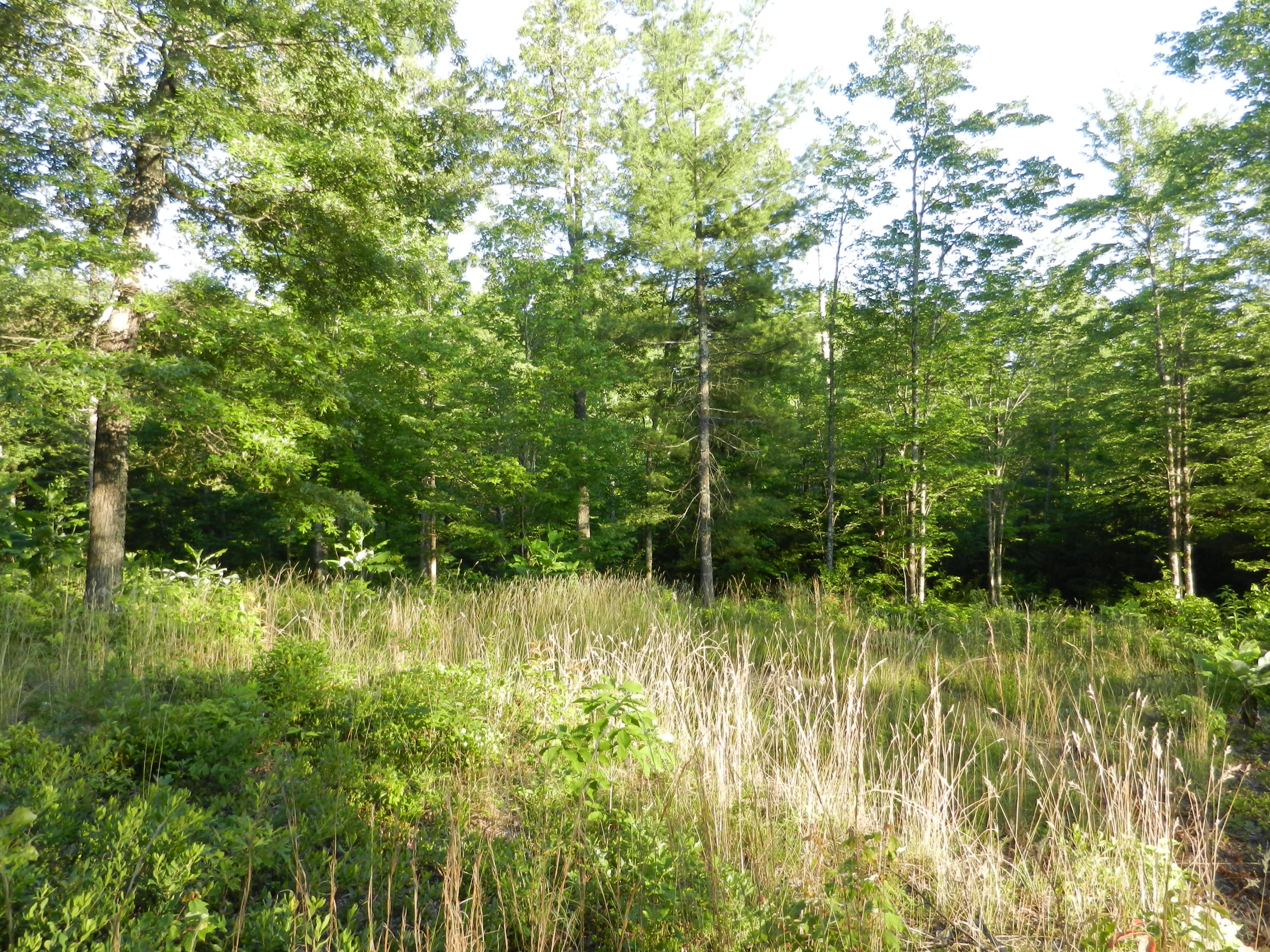 Lot 12 Toomey Falls Road Oneida, TN 37841 - Photo 8 of 14 DSCN2162