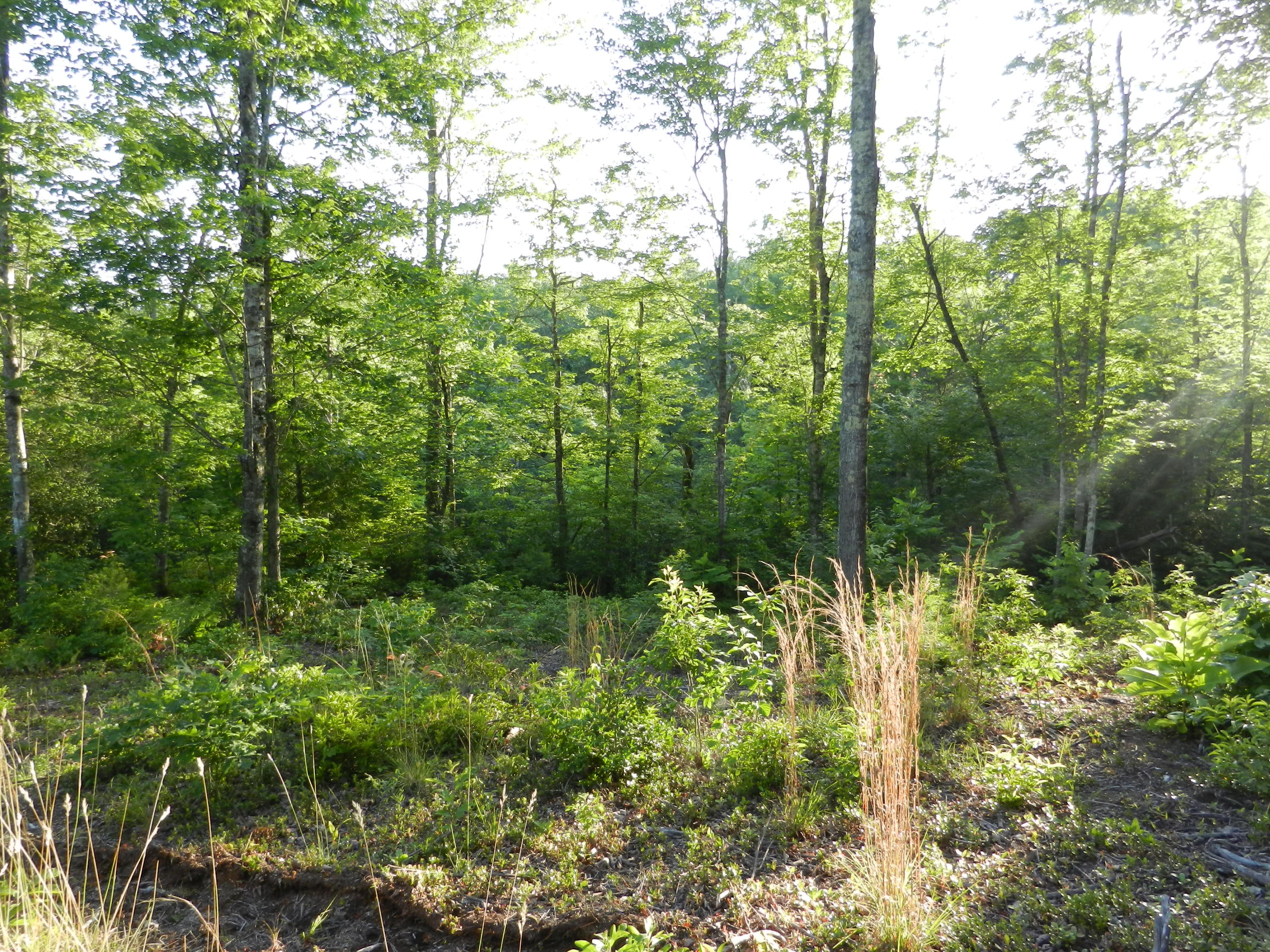 Lot 12 Toomey Falls Road Oneida, TN 37841 - Photo 9 of 14 DSCN2163