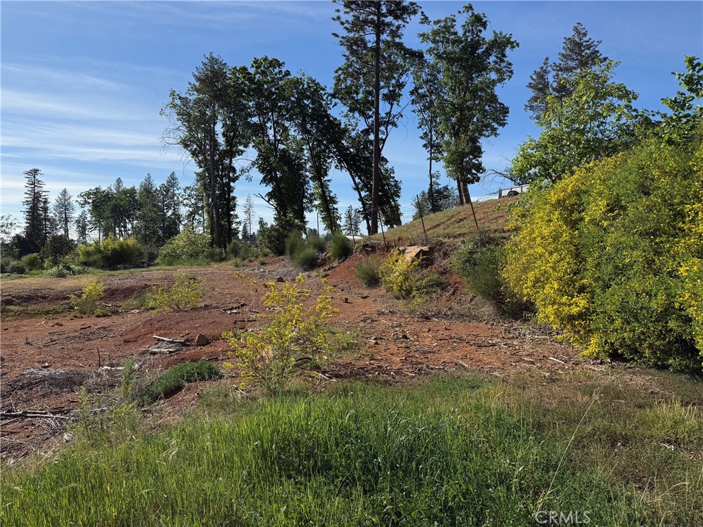5701 Newland Road Paradise, CA 95969 - Photo 8 of 11 a view of a yard with a tree