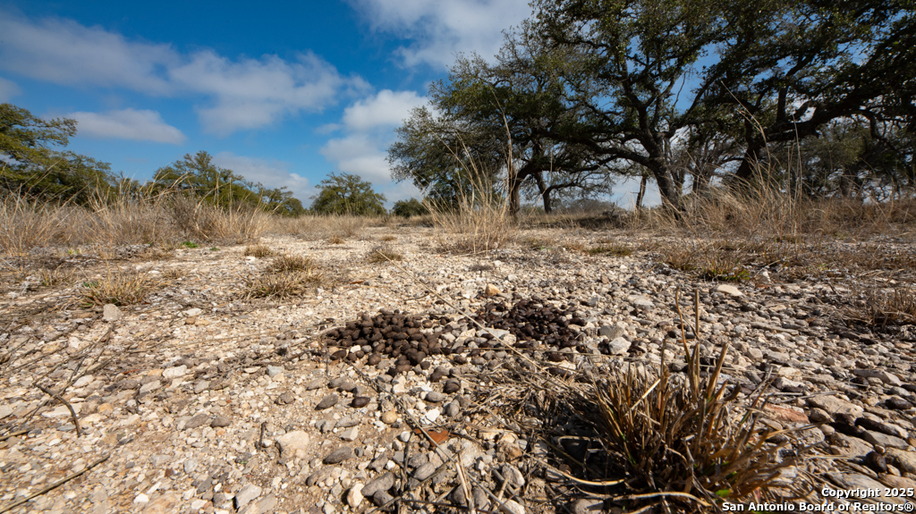 0 Fiedler Rd Off S Ranch Rd 783 Harper, TX 78631 - Photo 8 of 27 a view of a yard with a tree