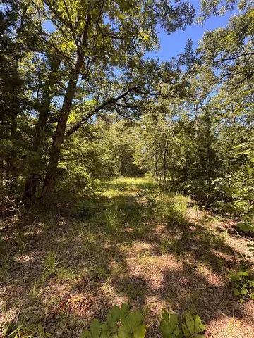 a view of a tree with a tree