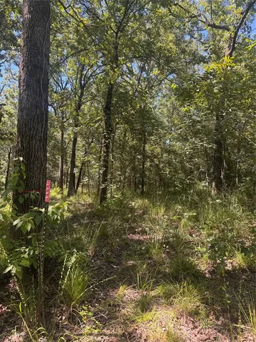 a view of a yard with large trees