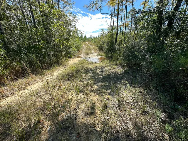 a view of a yard with large trees