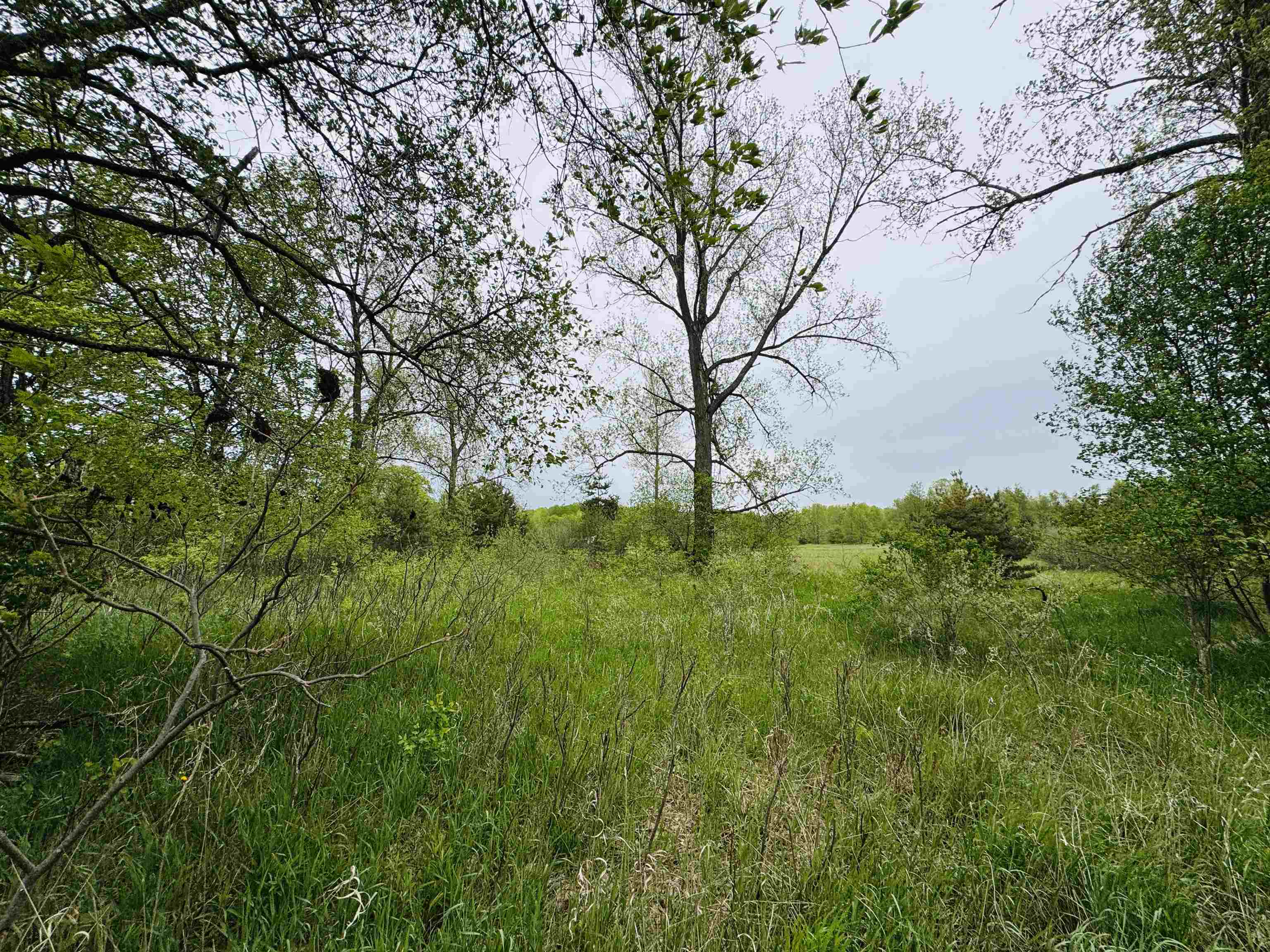 Parcel B2 Bosscher Road Manton, MI 49663 - Photo 7 of 13