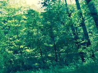 0 Dugger Branch Butler, TN 37640 - Photo 5 of 15 a view of a lush green forest