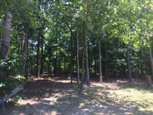 0 Dugger Branch Butler, TN 37640 - Photo 8 of 15 a view of a forest filled with trees