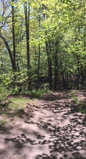 0 Dugger Branch Butler, TN 37640 - Photo 9 of 15 a view of a yard with plants and trees