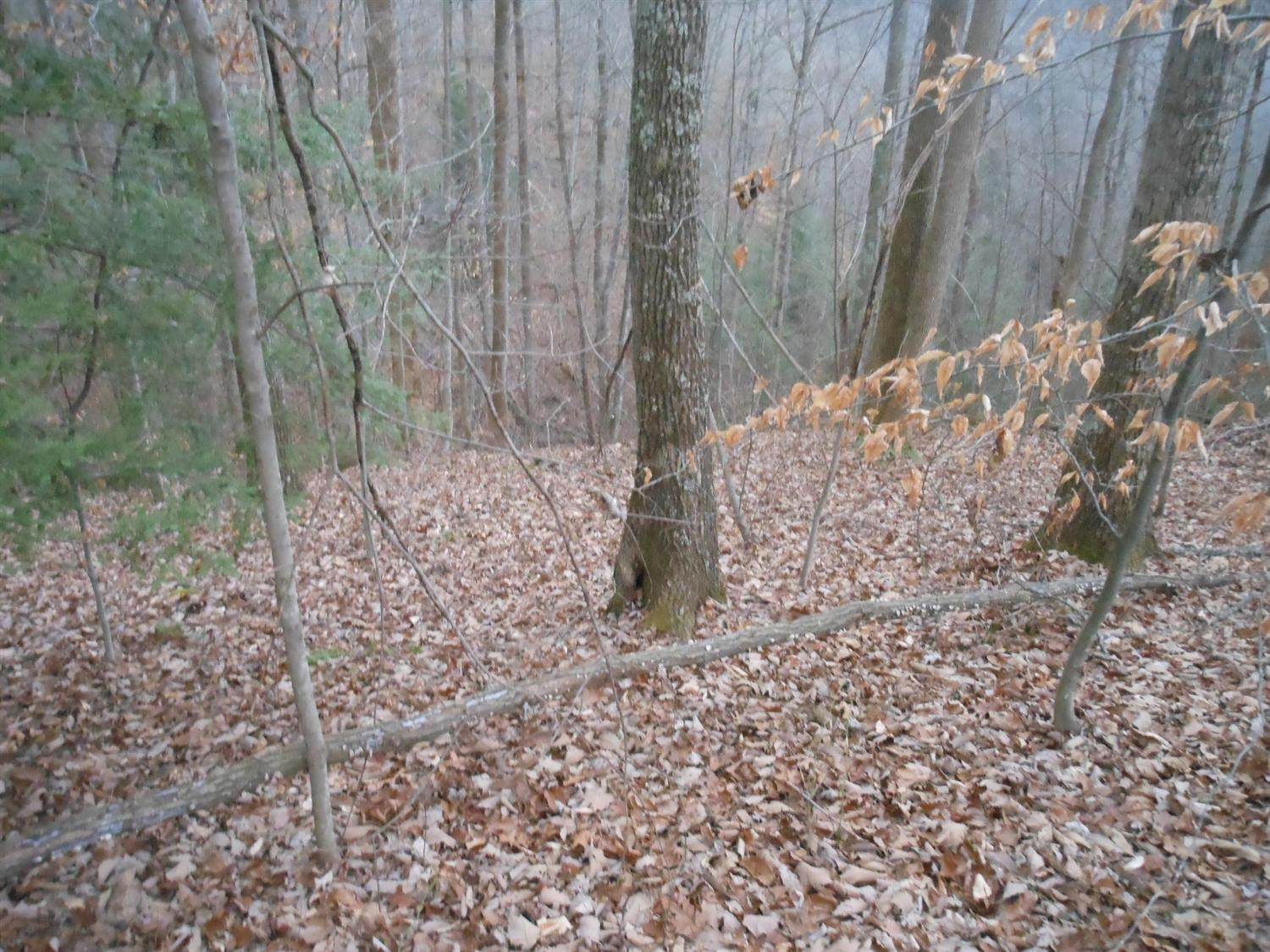 100 Amos Ridge Road Frenchburg, KY 40322 - Photo 4 of 11 Photo 4