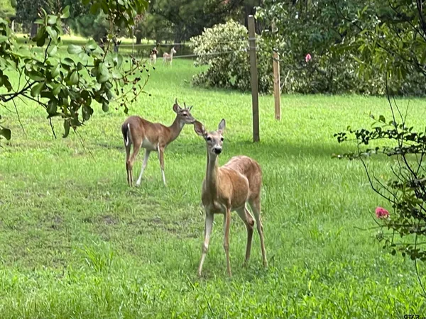 $12,500 | Lot 2 Cottontail Drive, Mount Vernon, TX 75457