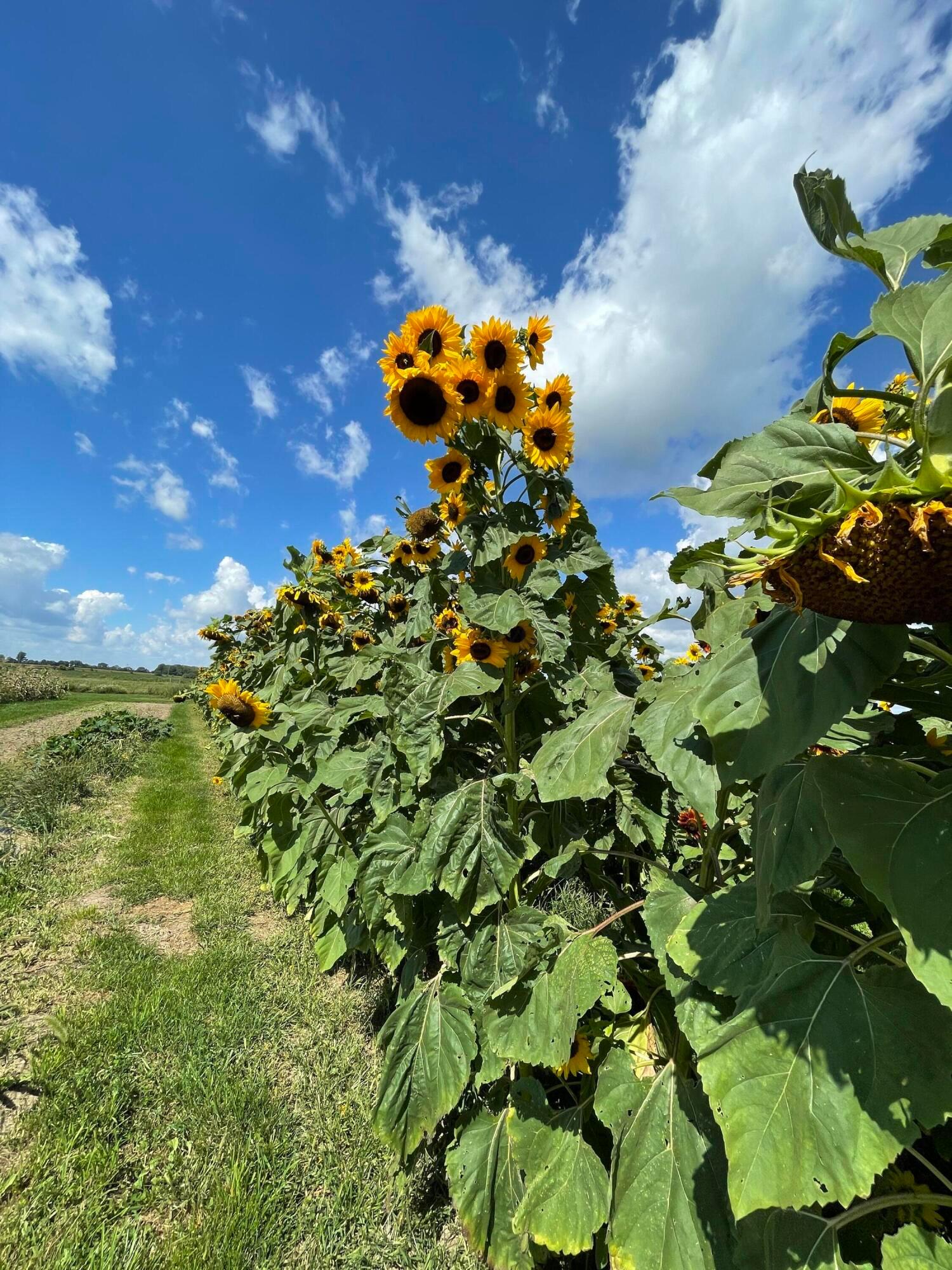 4167 North Section Line Road Radnor, OH 43066 - Photo 75 of 81 Sunflowers Grown on Land