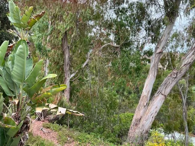 9564 Easter Way San Diego, CA 92121 - Photo 7 of 16 a backyard of a house with lots of green space