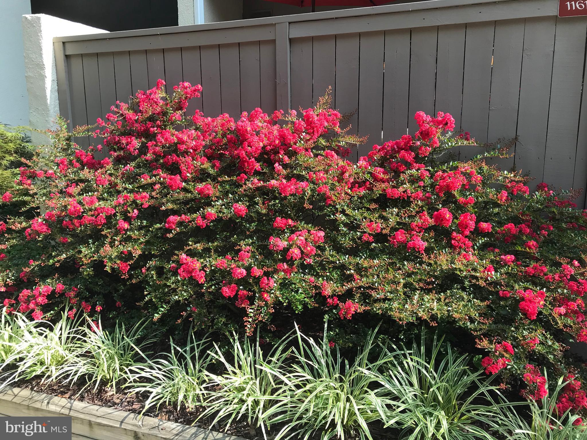 11612 Newbridge Court Reston, VA 20191 - Photo 4 of 55 Dwarf Crepe Myrtles in bloom