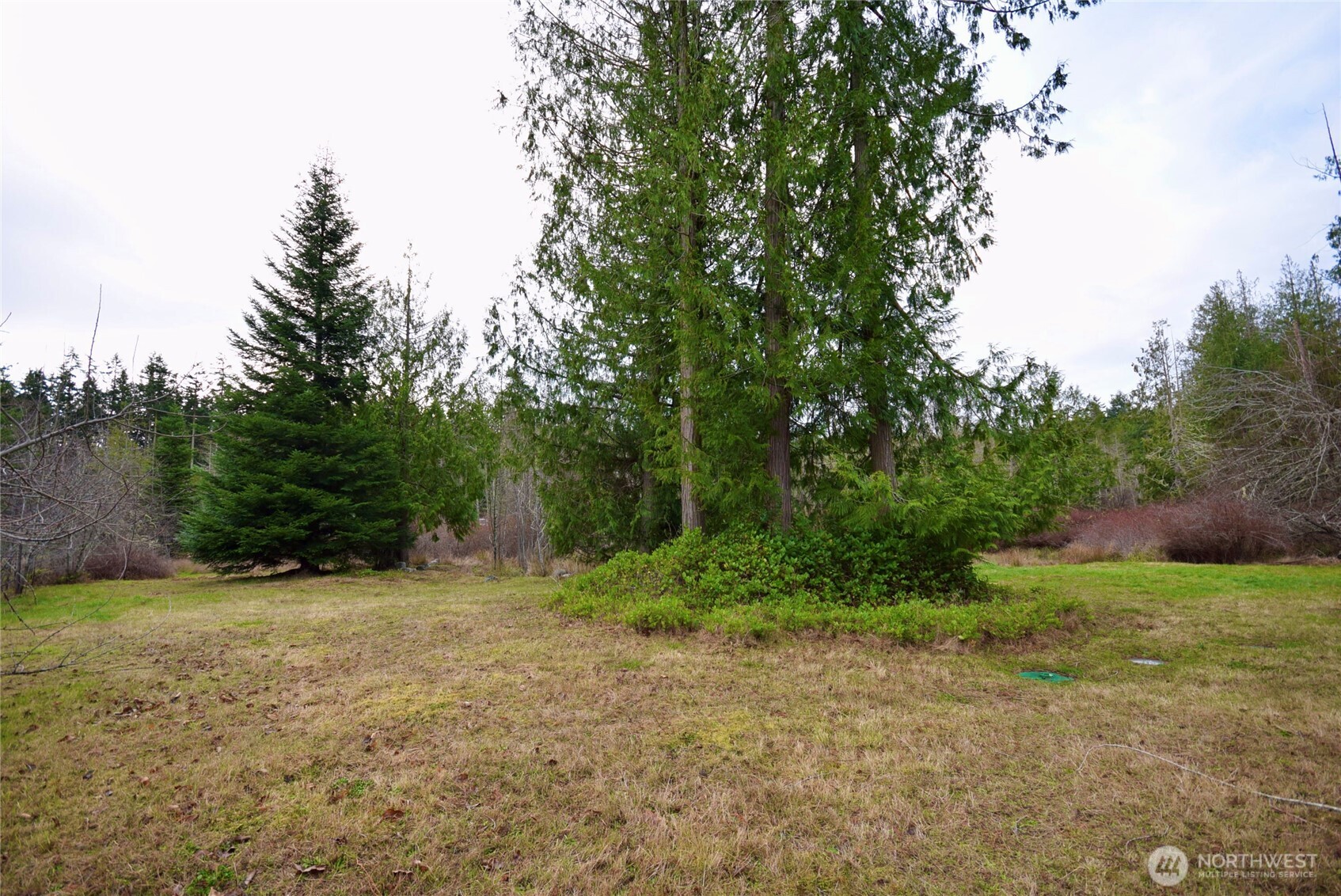 323 Critter Country Trail Sequim, WA 98382 - Photo 37 of 37 a view of outdoor space with trees all around